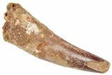 Fossil Spinosaurus Tooth - Real Dinosaur Tooth #326257-1